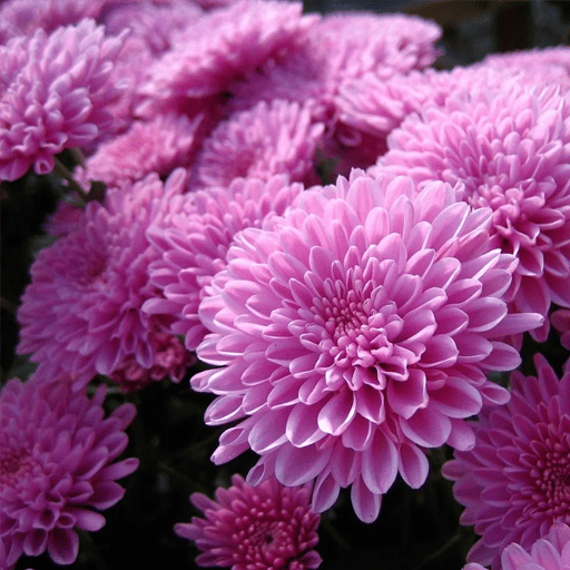 Хризантема